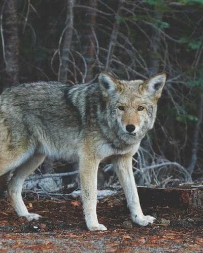 Barbour Ashby Wax Jacket