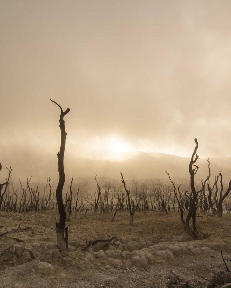 Clarks Wallabee Boot Beeswax